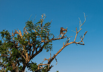 monkey sitting on a tree