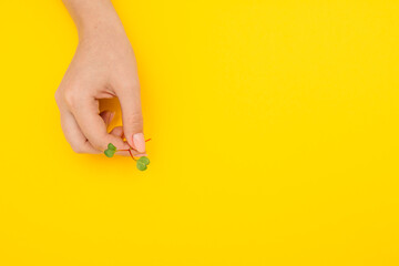 Hand taking a microgreen sprout on a yellow background flatlay