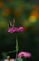 アゲハチョウとジニアの花