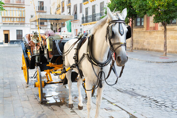 Naklejka na ściany i meble Elegant white horse pulling a traditional coach for tourists in Sevilla, Andalucia, Spain. Cobblestone ground in the background.