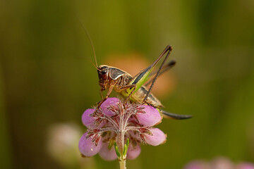 Roesels Beißschrecke (Roeseliana roeselii) i