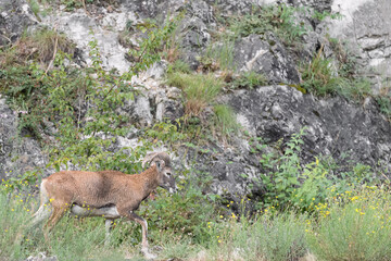Isolated mouflon male in spring season (Ovis aries musimon)