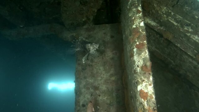 School of Crowned Squirrelfish (Sargocentron diadema) swims inside shipwreck. Wreck diving in Mediterranean sea, Limassol, Cyprus
