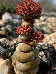 Succulents 