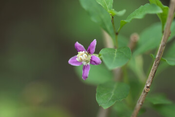 Close up of flower, goji berry