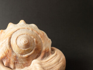 sea shell seen from close up