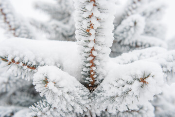 Spruce branches and needles in the snow. Close-up