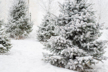 Fototapeta premium Fluffy snow lies on a Christmas tree in the park in winter