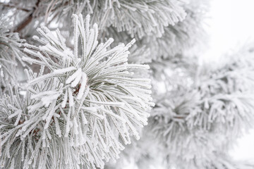 A pine paw is covered with fluffy snow in winter.