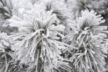 A pine paw is covered with fluffy snow in winter.