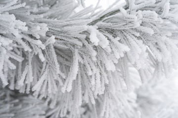 Coniferous pine needles covered with fluffy snow. Macro