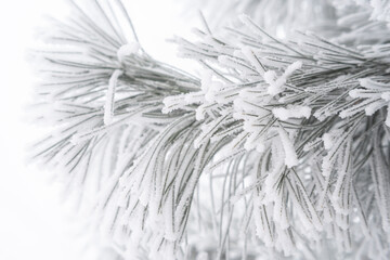 Coniferous pine needles covered with fluffy snow. Macro