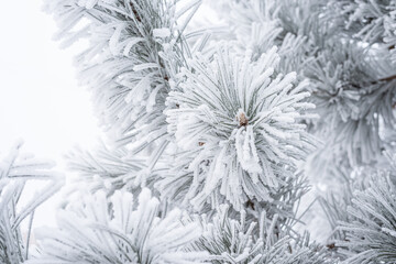 Spruce branches are covered with fluffy snow. Macro