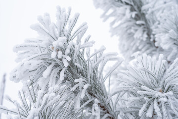 Spruce branches are covered with fluffy snow. Macro