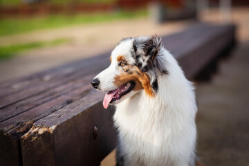 Retrato de perro Pastor Australiano en la calle
