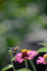 オオスカシバとジニアの花