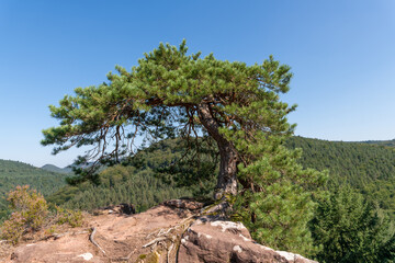 Single crippled pine stands on a mountain top on rocks