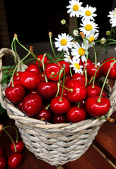 Ripe juicy red cherries close-up in a wicker basket with white daisies. Autumn harvest of organic berries on a wooden table.