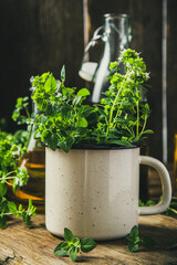 Fresh Oregano or Marjoram Bunch in Rustic Cup On Wooden Kitchen Table