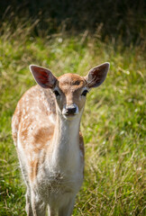 Young female fallow dear at black forest, Germany