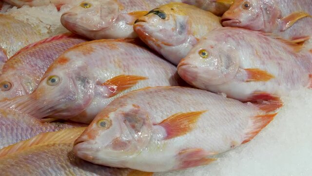 Fresh raw red fish in ice in market. Frozen sea foods