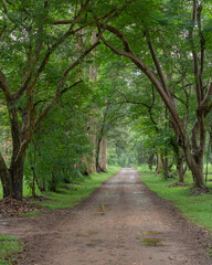 Fototapeta na wymiar Scenic morning landscape view of path in a park with beautiful arching trees, Mae Taeng, Chiang Mai, Thailand