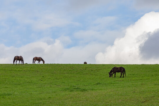 equestrian sport, horses on a paddock eating grass and relaxing in the sun