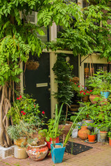 Obraz premium house with green plants in the old district of Amsterdam 