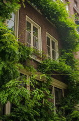 Fototapeta na wymiar house with green plants in the old district of Amsterdam 