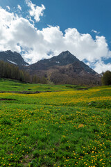 Green meadow with bright yellow flower in Valle D'Aosta mountains in the trail Monte Rosa Randò