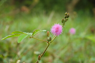 pink  Mimosa has beautiful bright pink flowers. There are grasses around the flowers.