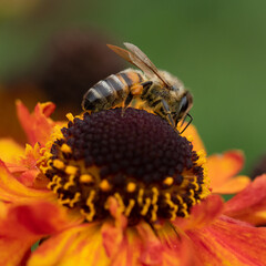 Honey bee collecting pollen
