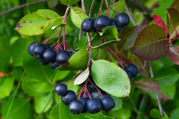 a bunch of black mountain ash berries