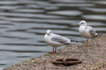 seagull sitting next to the waterfront