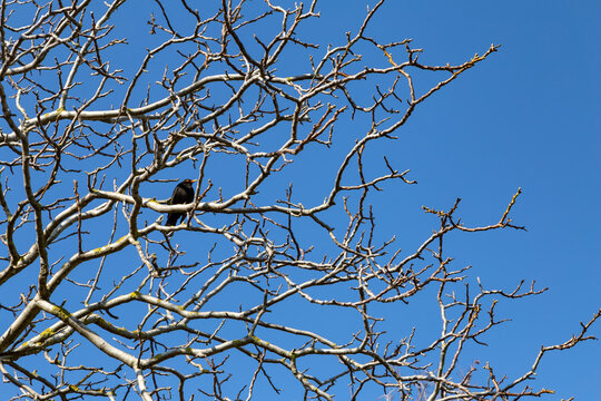 wildlife free black bird sitting in a tree