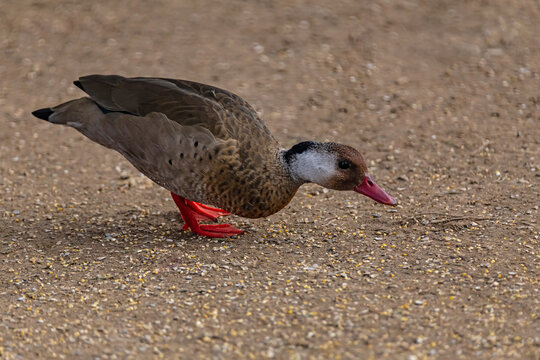 Wildlife free duck bird walking on ground