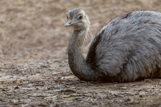ostrich bird on a farm relaxing lying on the ground