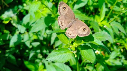 butterfly on green leaf