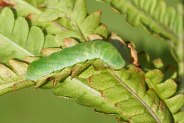 Caterpillar of the Svensson's copper underwing (Amphipyra berbera), family owlet moths (Noctuidae) eating a fern leaf in a Dutch garden. Netherlands, Summer, September