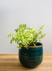 Closeup of the Maidenhair Fern, Adiantum, Venus hair fern, Walking fern, in a pot, on a wooden surface, isolated on a light background, text space. A soft, green, elegant and air purifying houseplant.