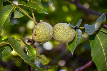 Unripe walnut on a tree in the household garden