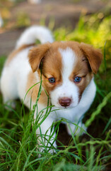 Little puppy in the grass