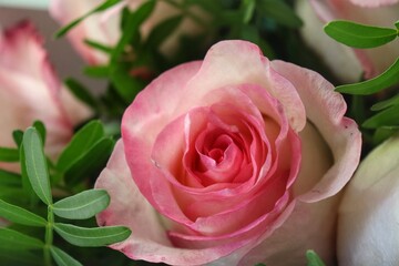 Bright pink roses in a bouquet