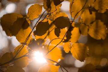 autumn orange background, leaves close-up, soft focus and bokeh blur