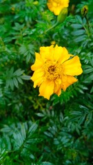 yellow flower