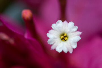 closeup of bougainvillea in nature