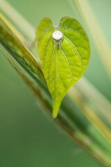 small insects on green leaves