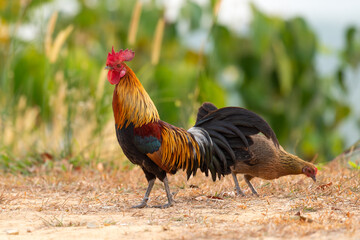 bantam rooster walking on the mountain