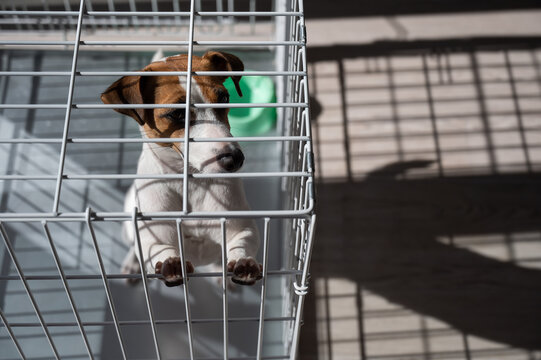 Sad Dog Jack Russell Terrier Sits In A Cage And Waits For Food At An Empty Bowl