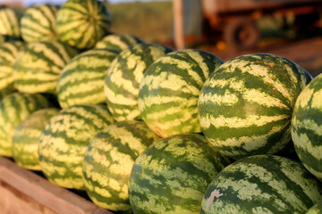 Fruit Background. A Lot Of Big Sweet Green Organic Ripe Watermelons In The Farmers Market Healthy Raw Diet Food.